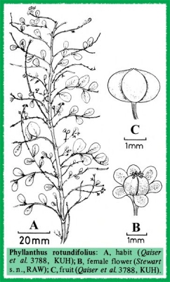 Phyllanthus rotundifolius
