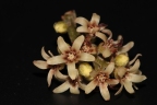 Agelaea macrophylla
