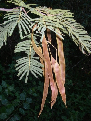 Albizia polyphylla