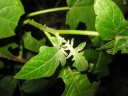 Solanum zanzibarense