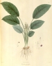 Curcuma parviflora