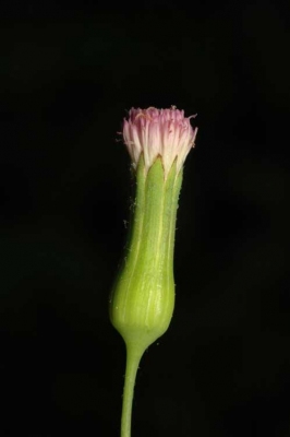 Emilia sonchifolia