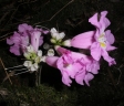 Phyllarthron ilicifolium