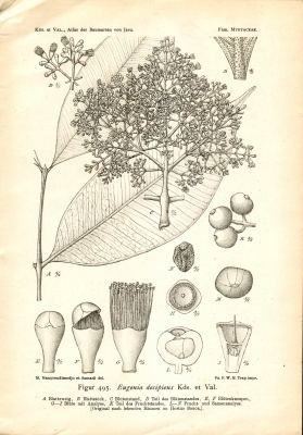 Syzygium decipiens