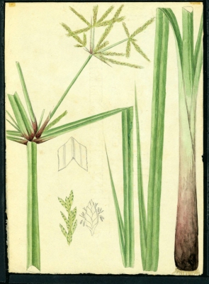 Cyperus imbricatus