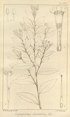 Synaptolepis alternifolia