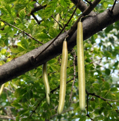 Parmentiera cereifera