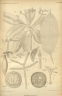 Lepiniopsis ternatensis