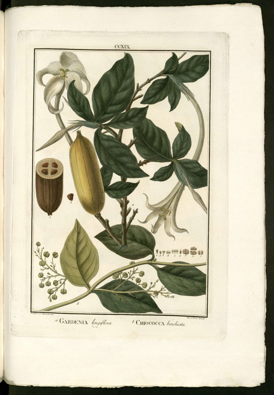 Rosenbergiodendron longiflorum
