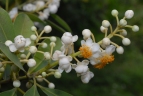 Calophyllum blancoi