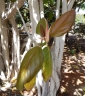 Ficus magnoliifolia