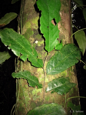 Polyceratocarpus scheffleri