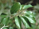 Aspidosperma parvifolium