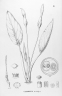 Xanthosoma striatipes