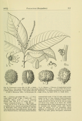 Castanopsis costata