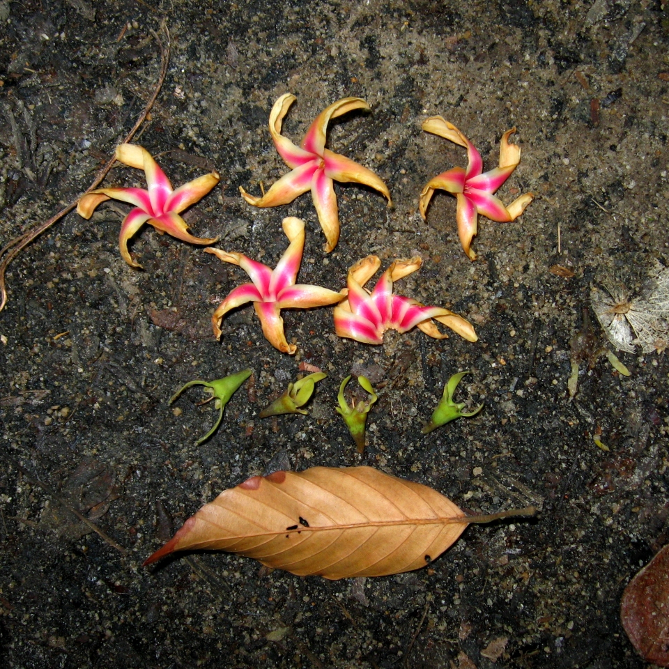 Dipterocarpus caudatus
