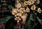 Syzygium bamagense