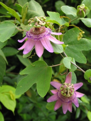 Passiflora picturata