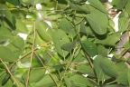 Ficus subcordata