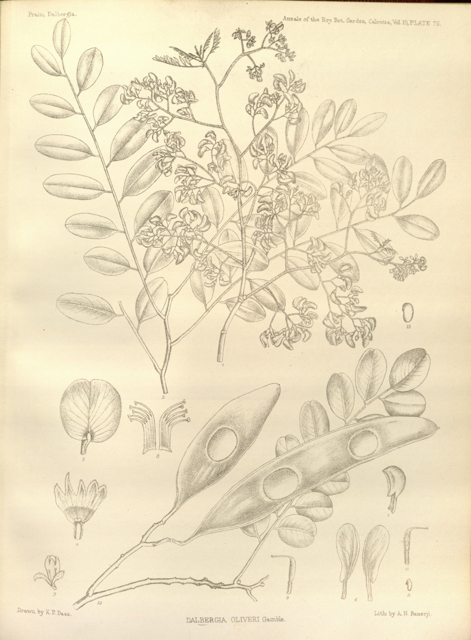 Dalbergia oliveri