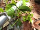 Gnetum latifolium