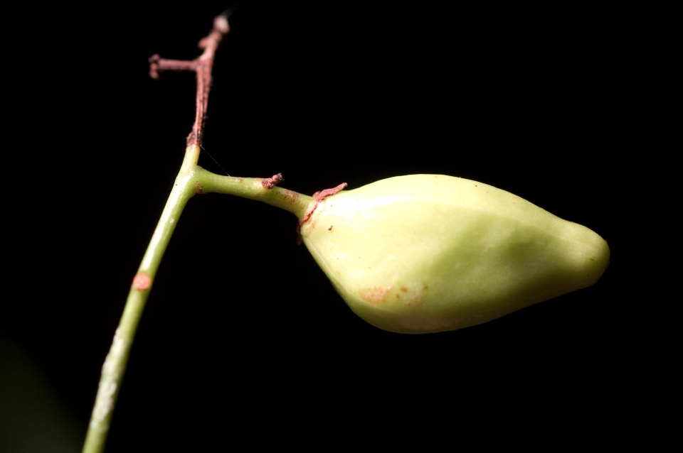 Protium aracouchini