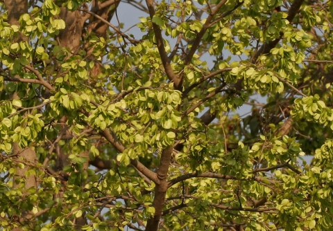 Holoptelea integrifolia