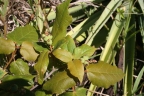 Croton bathianus