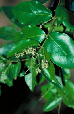 Combretum trifoliatum