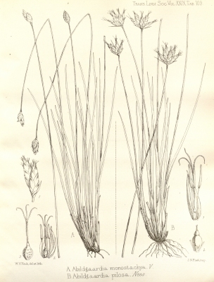 Fimbristylis ovata