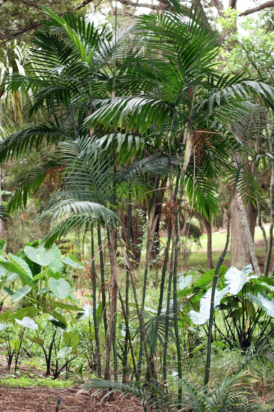 Chamaedorea costaricana