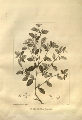 Indigofera diphylla