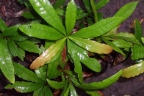 Beilschmiedia obtusifolia