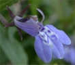 Lobelia fervens