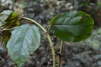 Ficus vogeliana