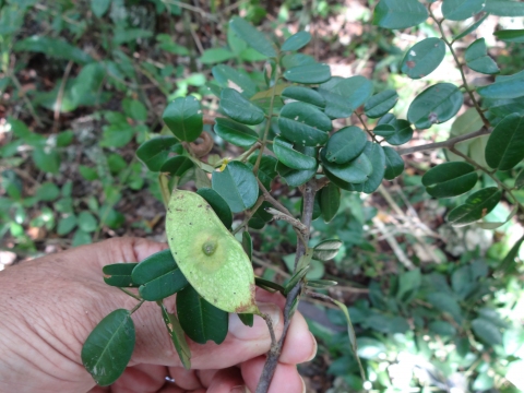 Dalbergia glabra