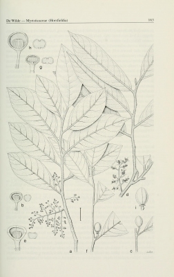 Horsfieldia reticulata
