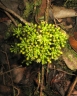 Polyscias ornifolia