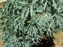 Cussonia paniculata