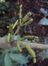 Gnetum latifolium