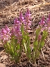 Polygala poaya