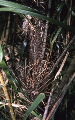 Calamus rhabdocladus