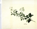 Cayratia trifolia