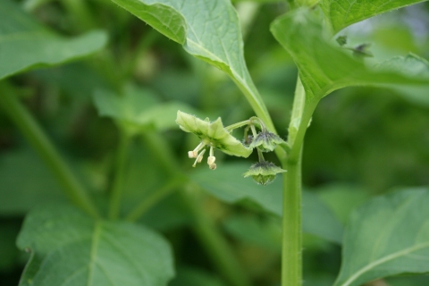 Jaltomata procumbens