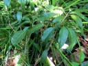 Pimelodendron amboinicum
