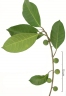 Ficus maxima
