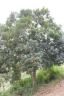 Alchornea latifolia