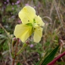 Ludwigia nervosa