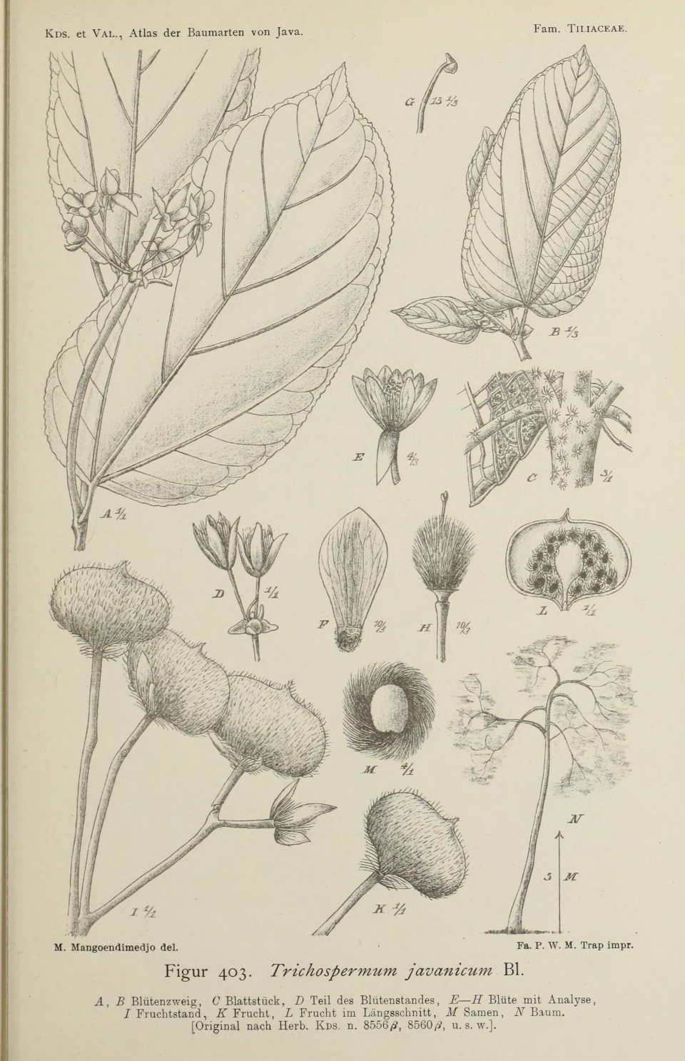 Trichospermum javanicum