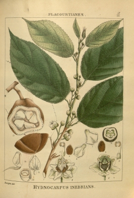 Hydnocarpus wightianus